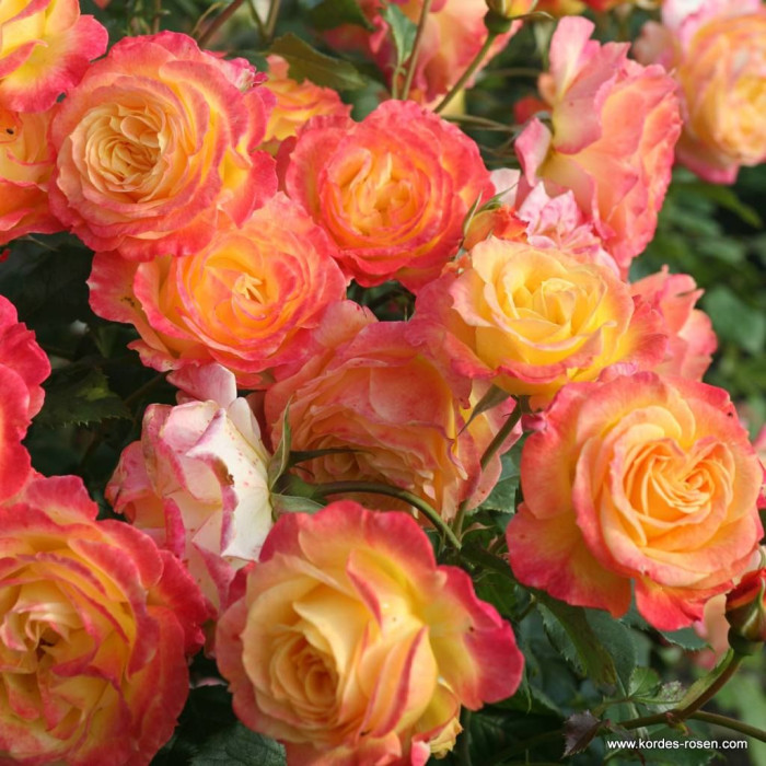 GARTENSPASS® GARTENSPASS®